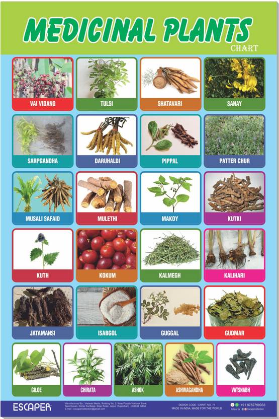 ESCAPER Medicinal Plants Chart for Kids, Chart for Kids Learning (11.5