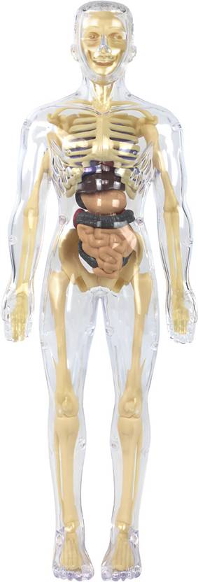 B Arm Transparent Human Body Model for Kids with 29 Removable Human