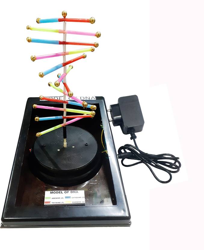 MELODY's Model of DNA Low Cost Teaching Aid (LOCTAS) Biology Science
