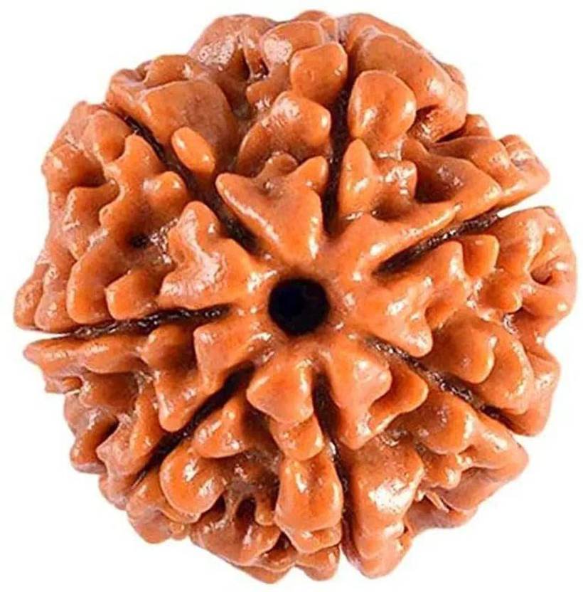 anshraj 7 Mukhi Rudraksha/Seven Face Rudraksha Bead 100% Pure.... Wood