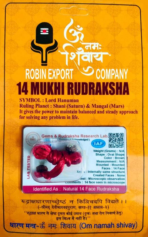Robin Export Company 14 Mukhi Nepali Rudraksha Fourteen Faced Rudraksha
