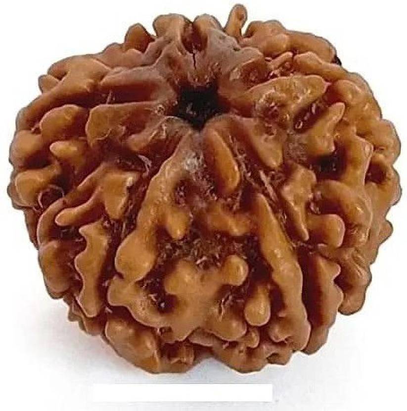 anshraj 5 Mukhi Rudraksha/Five Face Rudraksha Bead 100% Pure Wood