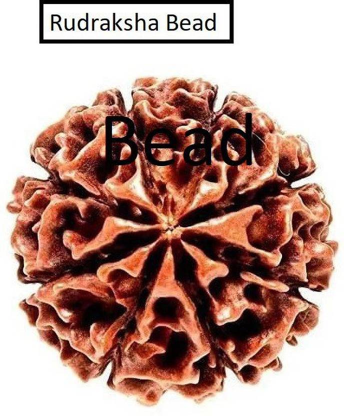 anshraj 8 Mukhi Rudraksha/Eight Face Rudraksha Bead 100% Pure Wood