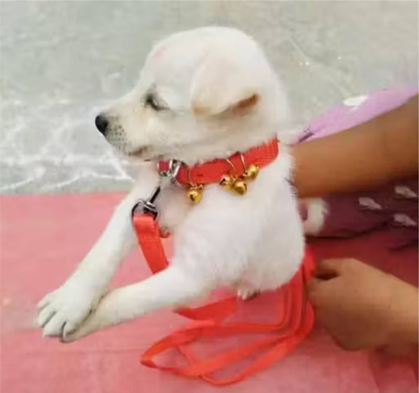 BODY BUILDING Dog Ghungroo Collar Adjustable Comfortable for Dog & Cat Collar & Leash