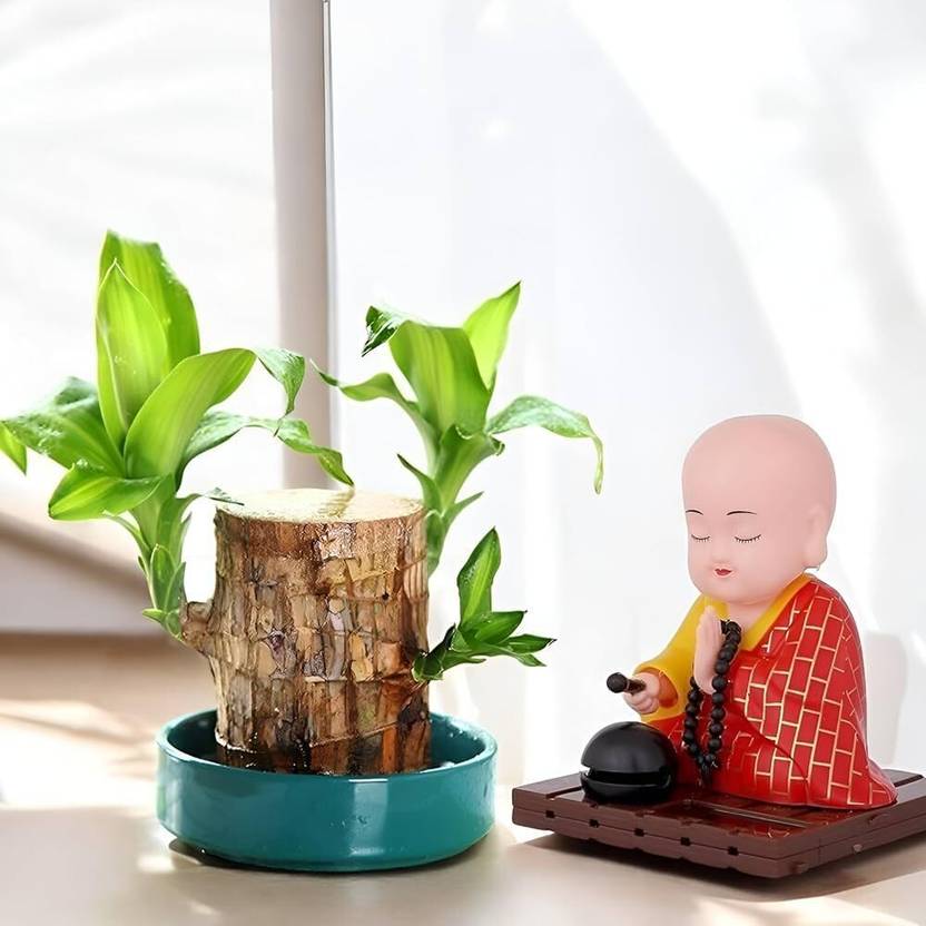 Dykidrah Lucky Brazil Wood Plant Healthy Indoor Feng Shui Plant For