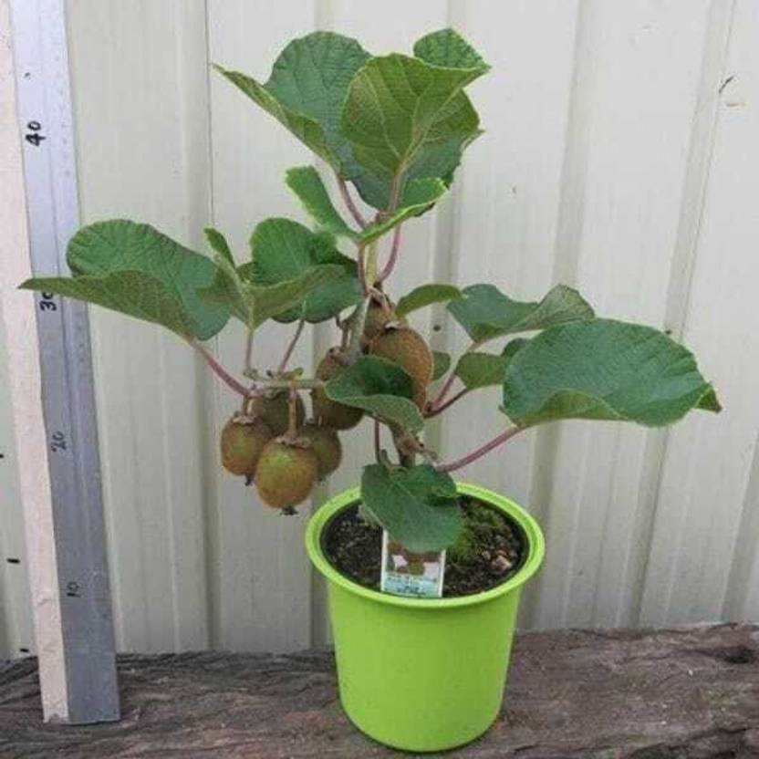 kiwifruit Avocado Plant  sapling