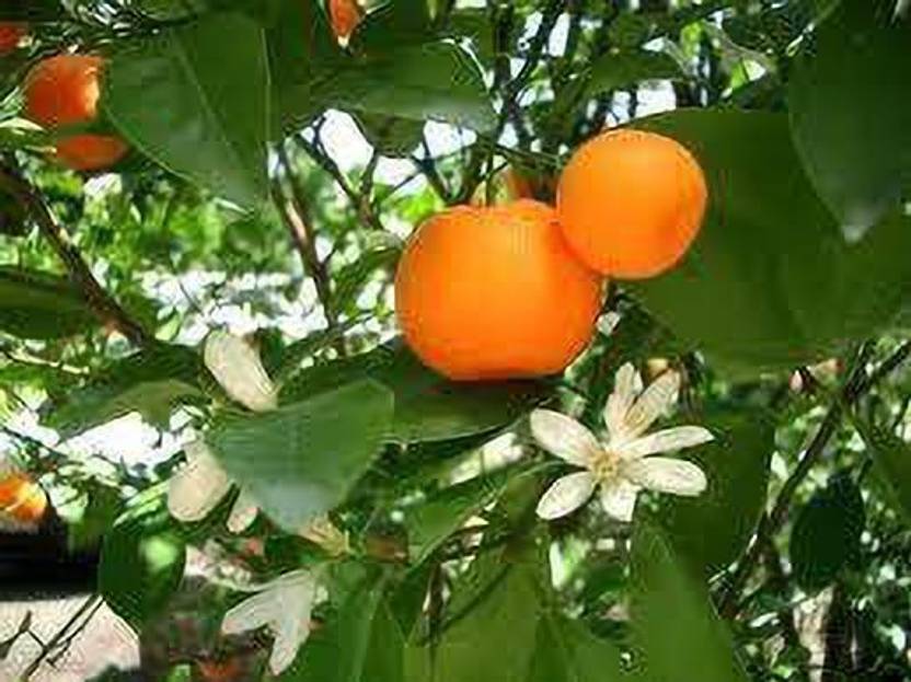Cloud Farm Orange Plant Price in India Buy Cloud Farm Orange Plant