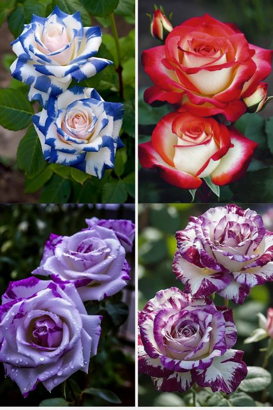 MAQINPLANT HOUSE Rose Plant  sapling