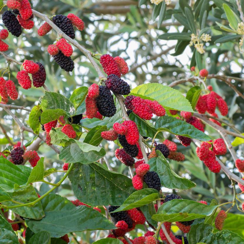 Mulberry tree plant Shahtoot/Mulberry Plant  sapling