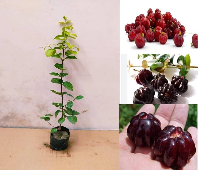 Adrita Cherry Fruit Plant  sapling