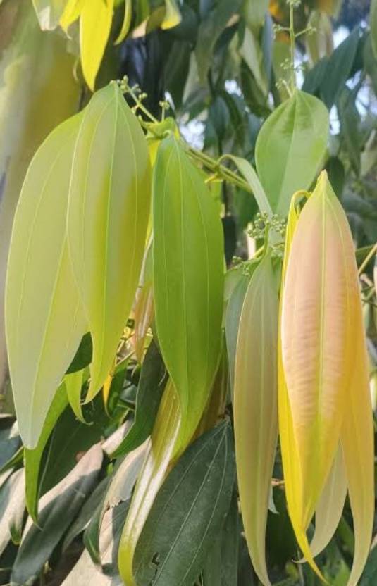 Gardenglow shop Bay Leaf Plant sapling