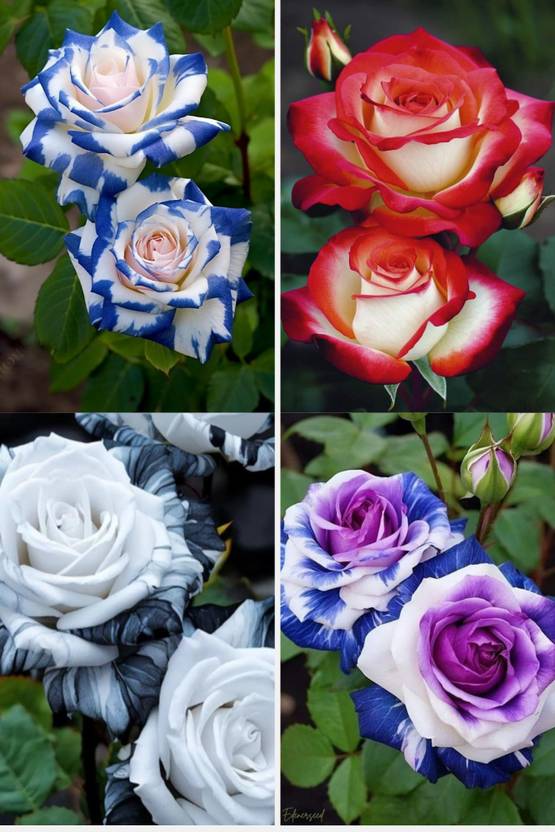 MAQINPLANT HOUSE Rose Plant  sapling