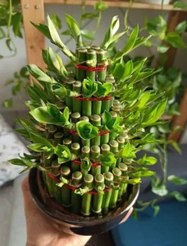 Kamini Madhu Kamini Plant  sapling