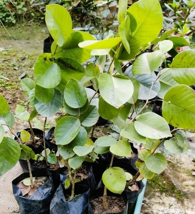 Currently unavailable subha karno Red Sandalwood Plant  sapling