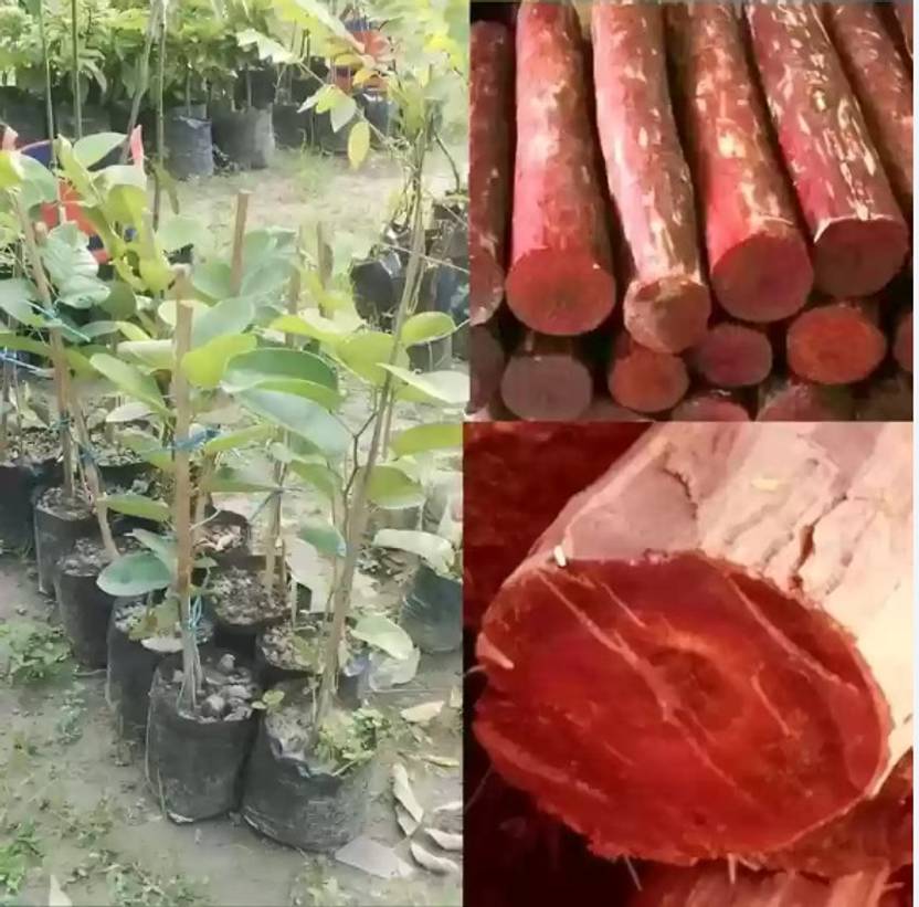 Currently unavailable SRIJAPLANT Red Sandalwood Plant  sapling