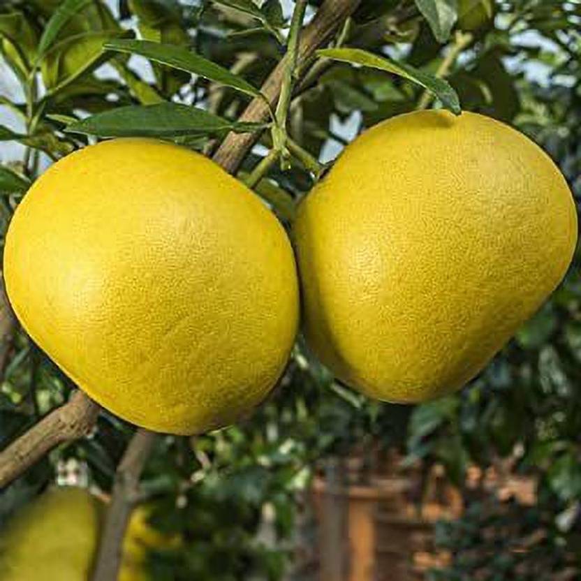 The Green Tree MART Pomelo Plant Price in India Buy The Green Tree