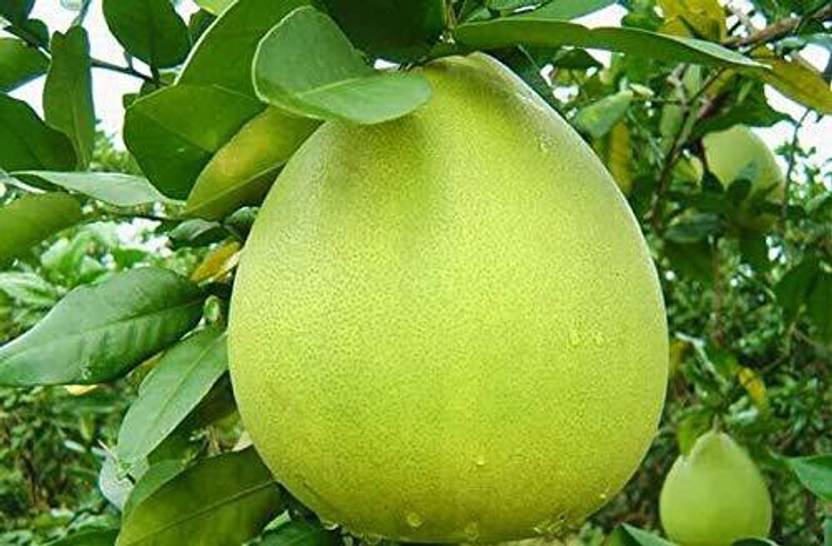 The Green Tree MART Pomelo Plant Price in India Buy The Green Tree MART Pomelo Plant online at