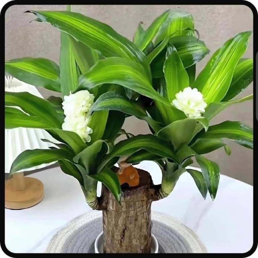 cappy Lucky Bamboo Straight Stick sapling