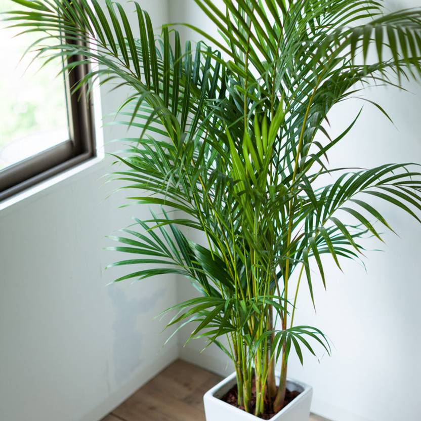 Taiwan Areca Palm  sapling