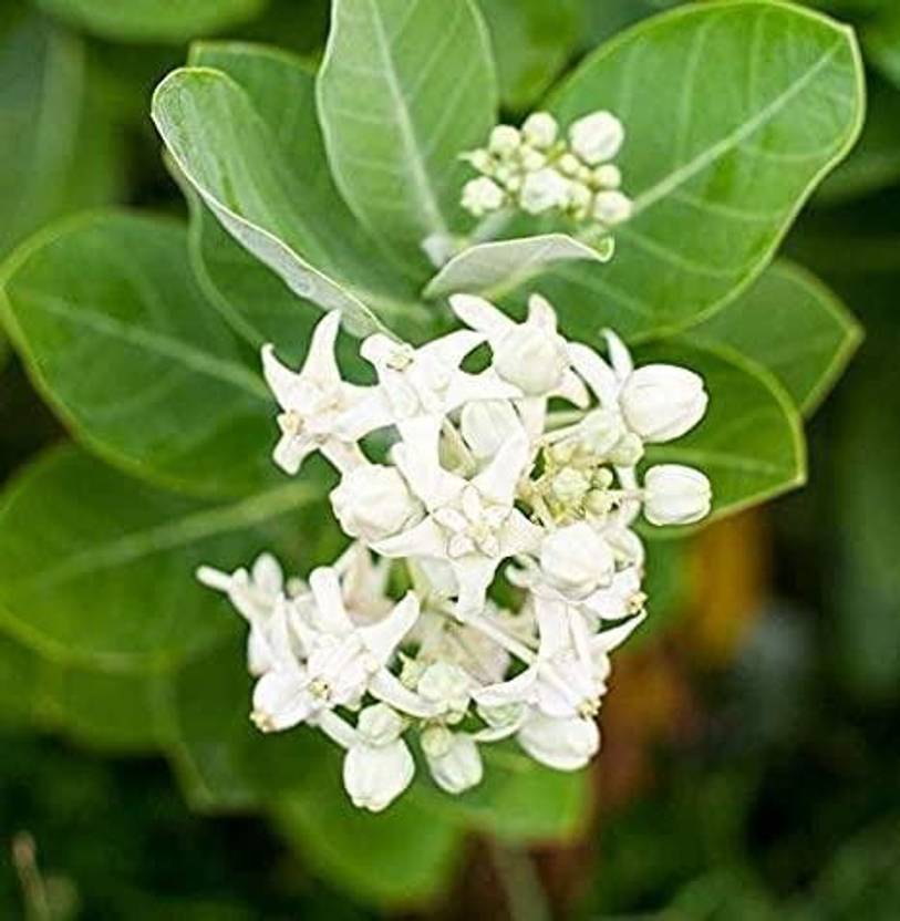 ADANNAYA Safed Aak Plant  sapling