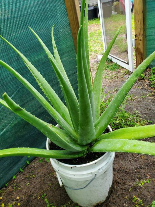 EliteGreen Aloe Vera Plant Price in India Buy EliteGreen Aloe Vera