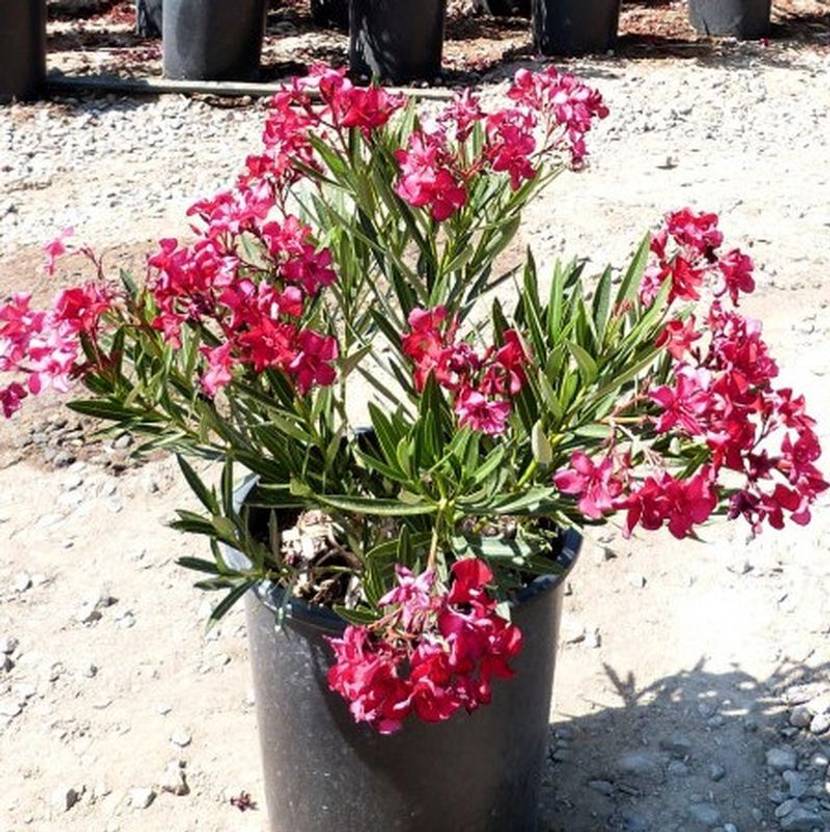 PETALFLEUR Oleander Plant Price in India Buy PETALFLEUR Oleander