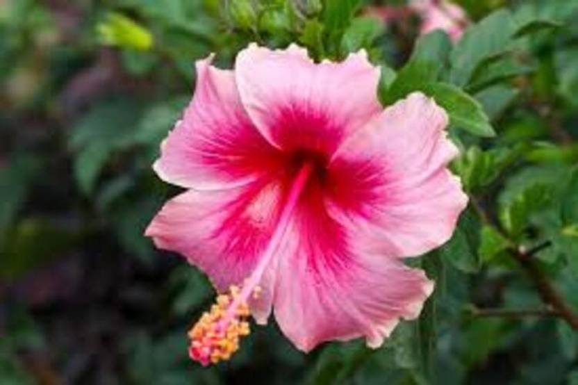 MAQINPLANTHOUS Hibiscus Plant  sapling