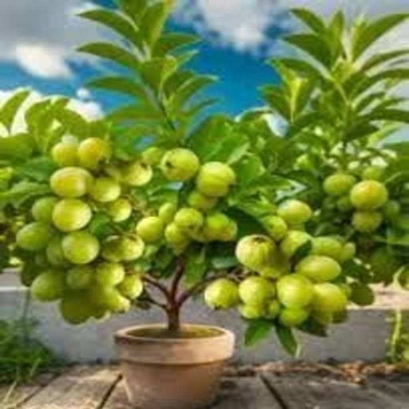 AloGardening Guava Plant  sapling
