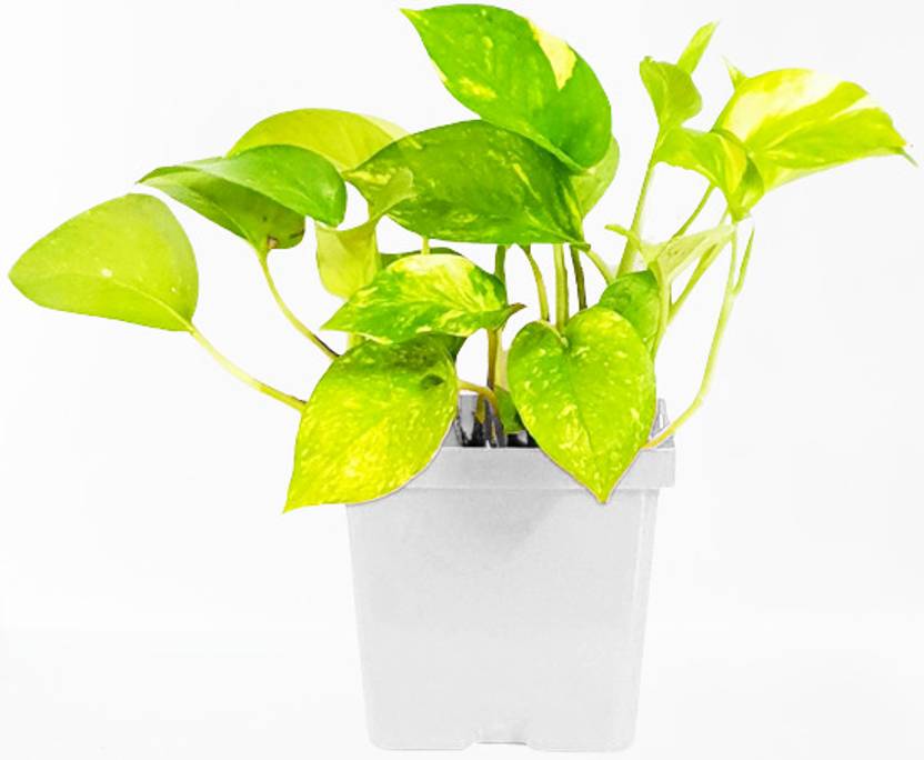 AGAMI Money Plant sapling