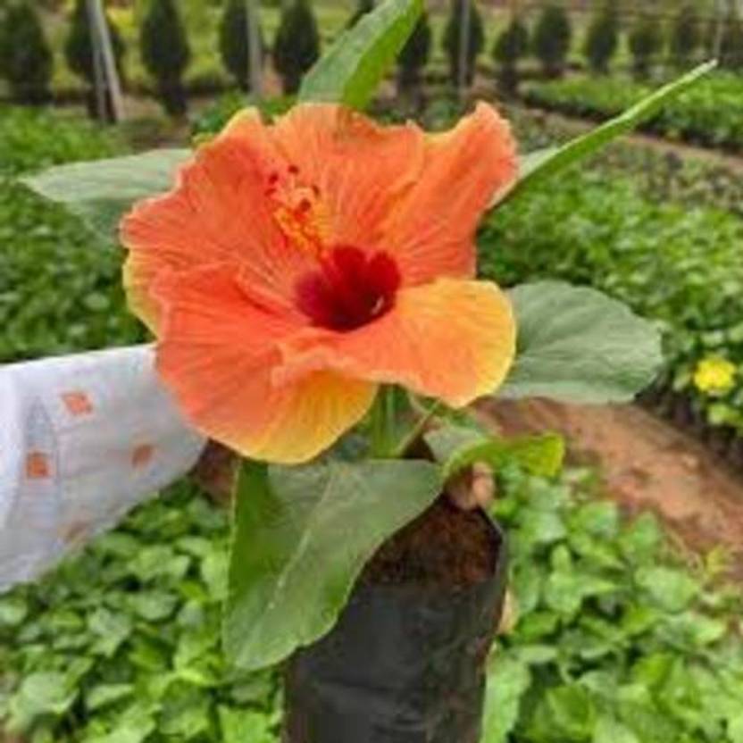 MAQINPLANTHOUS Hibiscus Plant  sapling