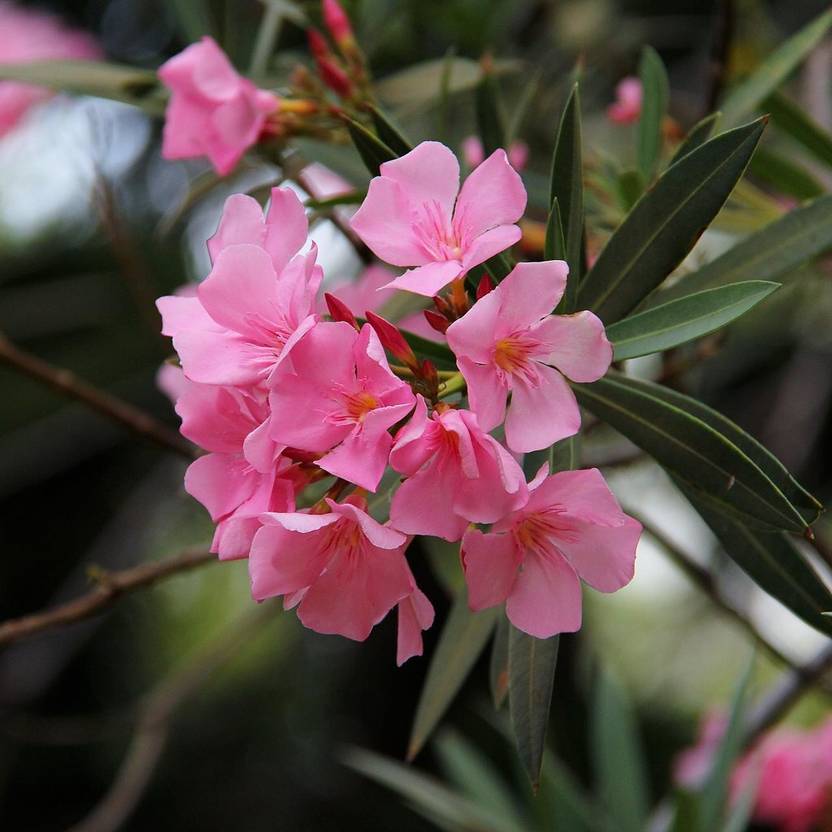 PETALFLEUR Oleander Plant Price in India Buy PETALFLEUR Oleander