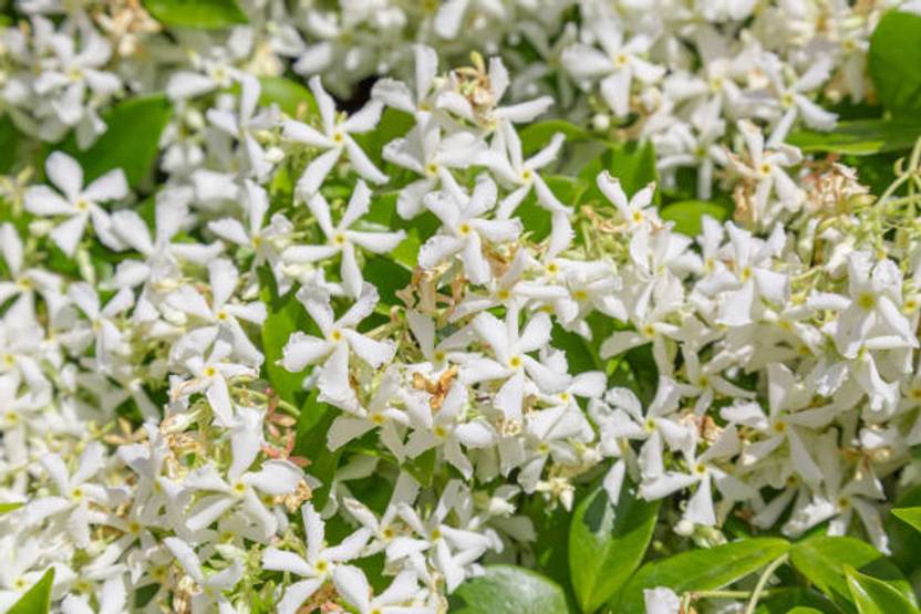 AloGardening Jasmine Plant  sapling