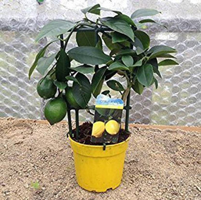 Agacha Lemon Plant  sapling