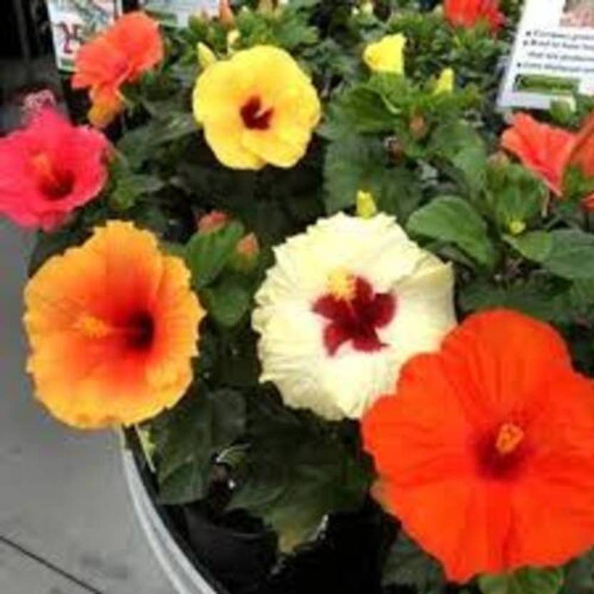 MAQINPLANTHOUS Hibiscus Plant sapling