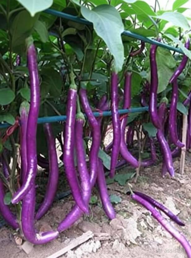 AloGardening Brinjal Seed