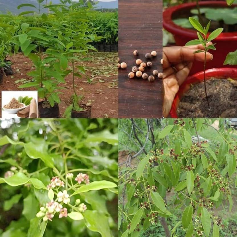 ARIAANAM Sandal Wood Seed