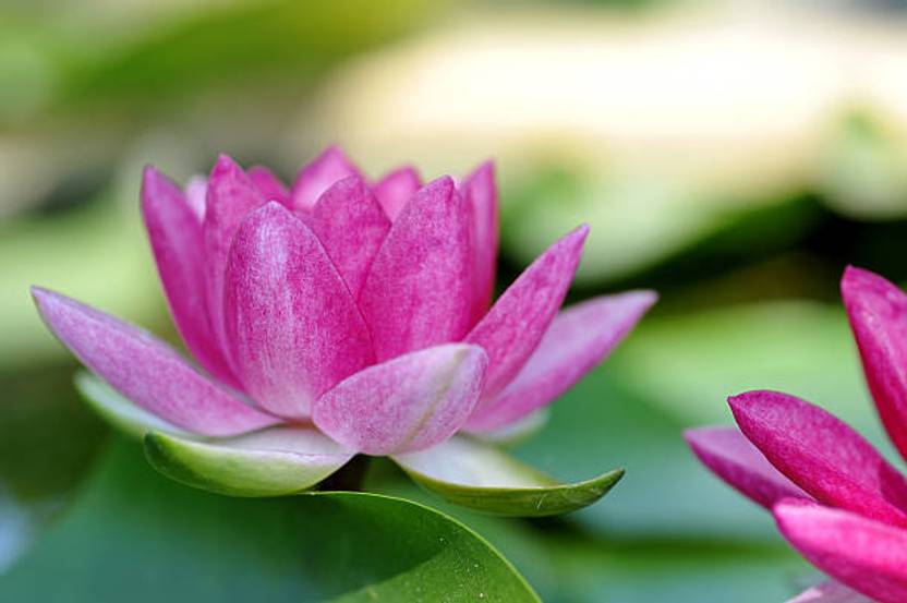 BHARAT JADI BOOTI lotus,kamal gatta Seed