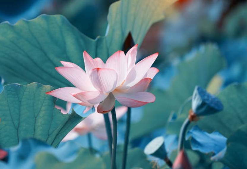 Aaradhyapriyal lotus,kamal gatta Seed