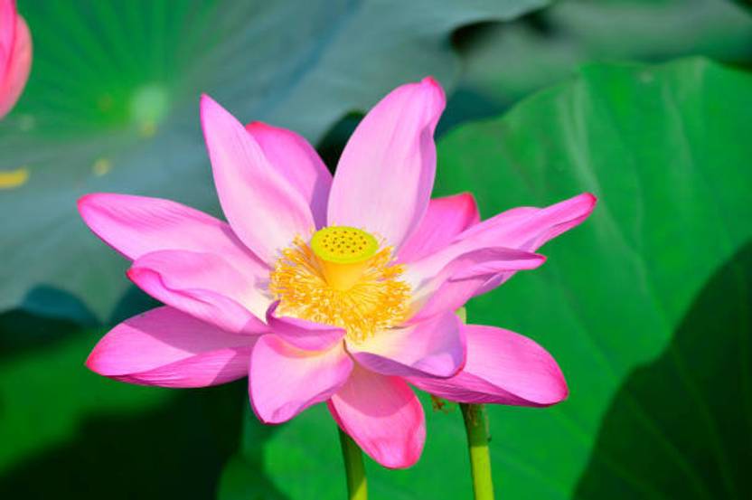 Aaradhyapriyal lotus,kamal gatta Seed