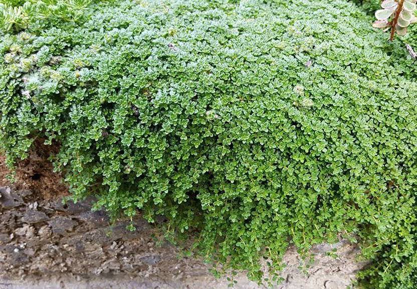 VibeX PAU11 Elfin Thyme Plant Thymus Minus (450 Seeds) Seed