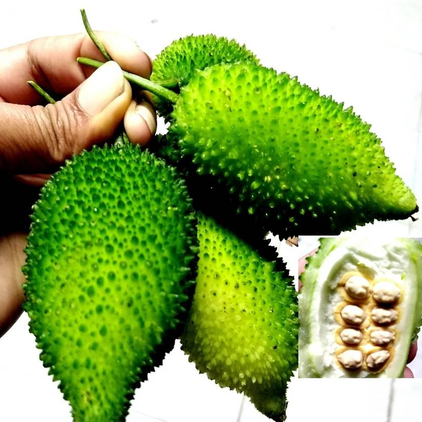 VibeX Kantola Spiny Gourd Boda Kakara Seeds[100 Gms, 500 Seeds] Seed ...