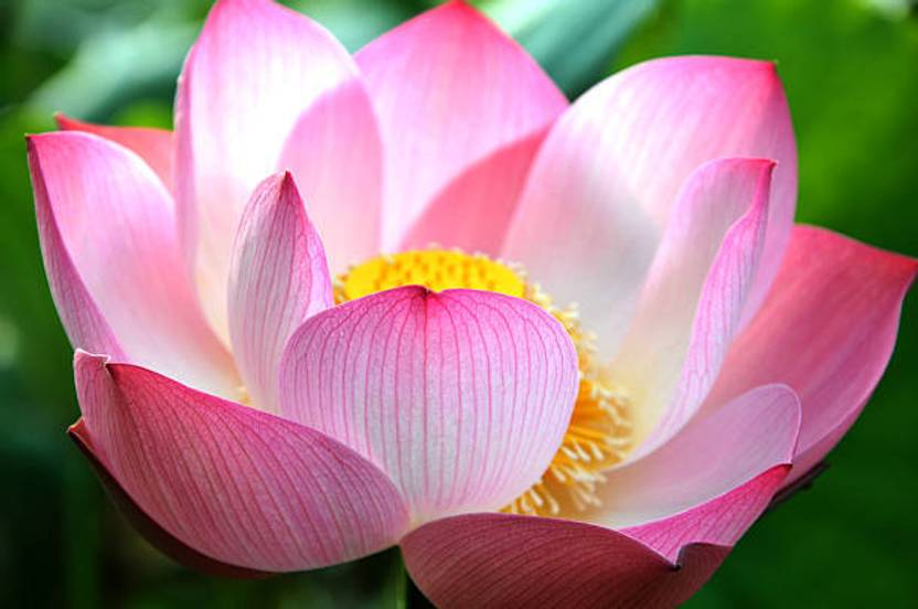 Aaradhyapriyal lotus,kamal gatta Seed