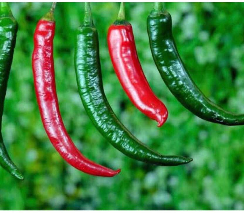 greenfarm NXC Chilli Seeds/Mirchi Seeds , Best Quality , 450 X Seeds