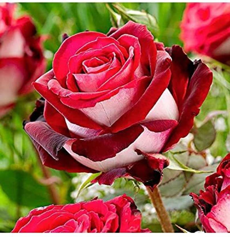 ACMS Garden Rare Rose Seeds Red and White Osiria Rose Shrub Bush Perennial Flower Seed