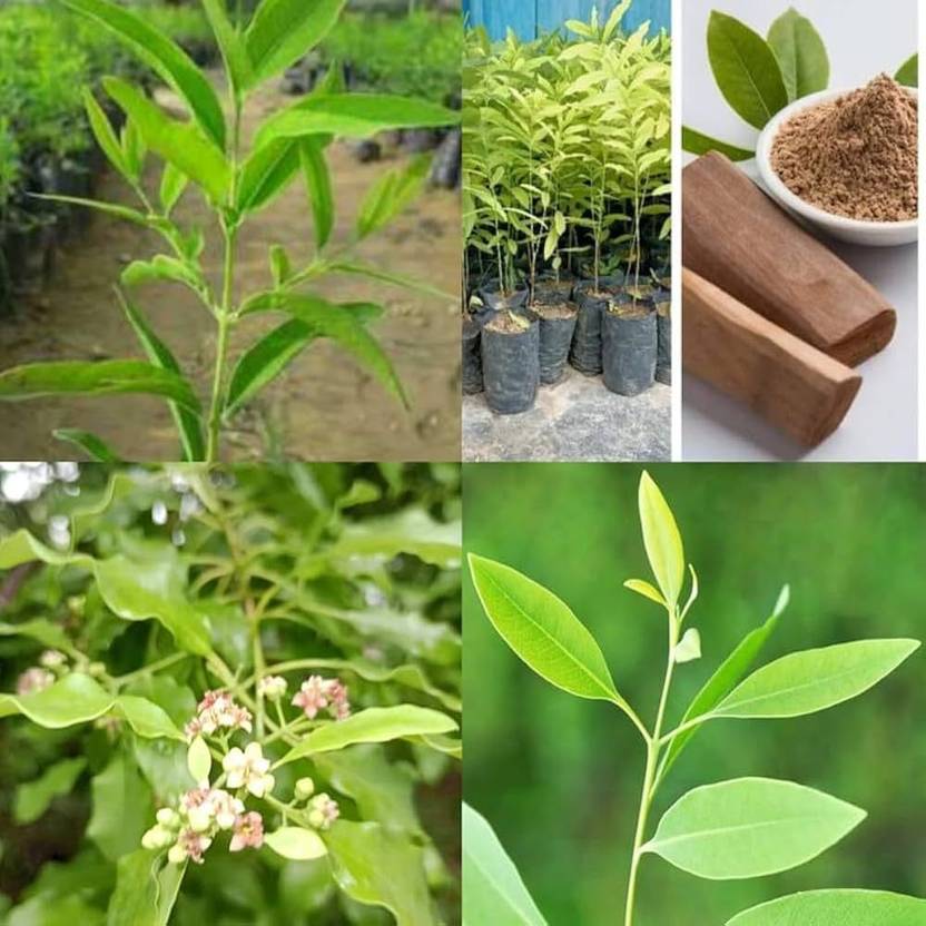ARIAANAM White Sandalwood Tree Seed