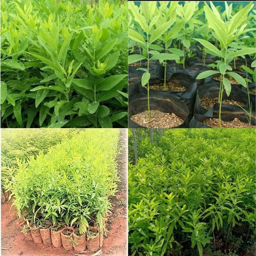 ARIAANAM Sandal Wood Seed