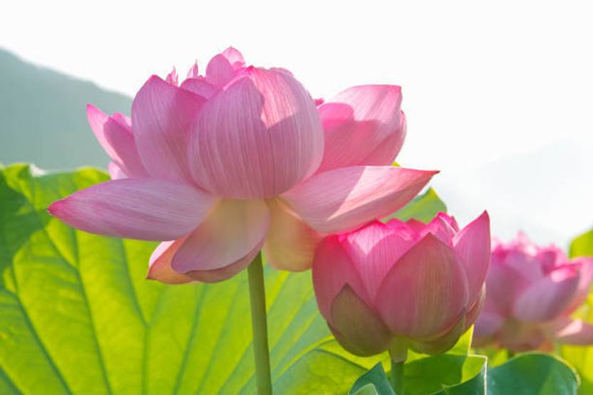 Aaradhyapriyal lotus,kamal gatta Seed