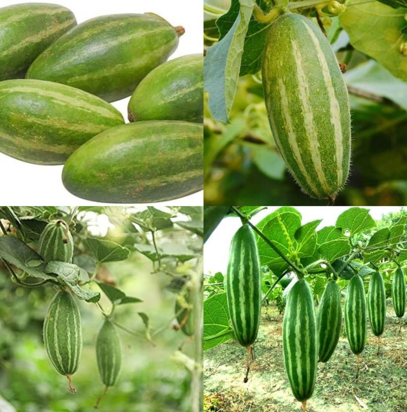 ibains Parwal seeds hybrid all seasons plant pack of 59 Seed