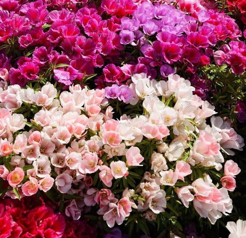 CYBEXIS Godetia Flower Plant Seeds(120 Seeds) Seed Price in India Buy