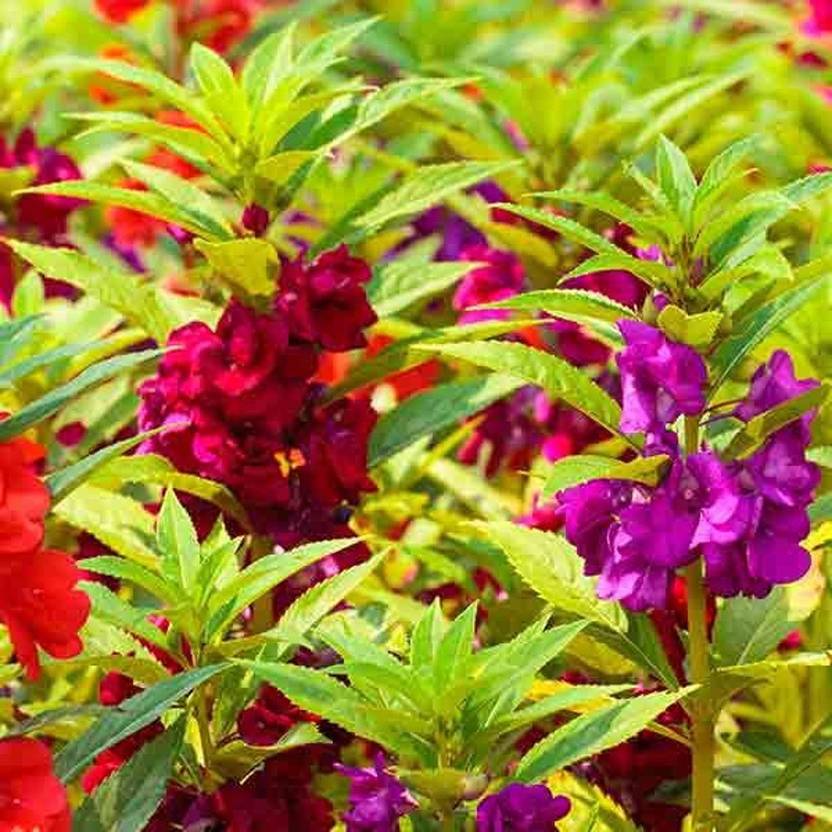 BDSresolve Hybrid balsam flower seeds Mis colour Seed Price in India